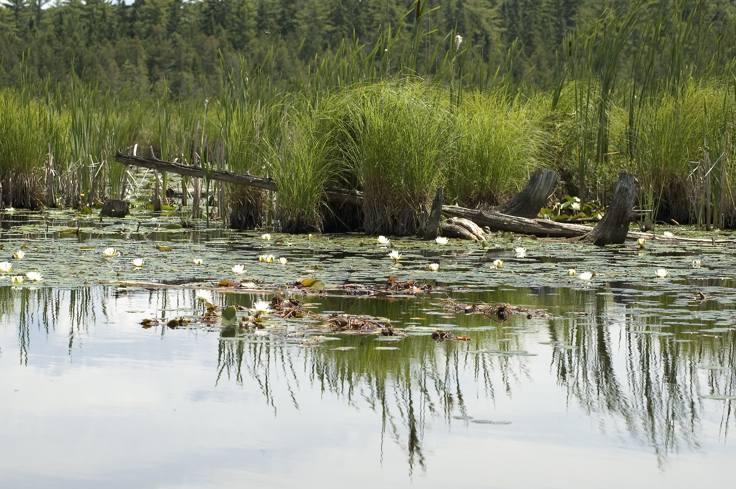 Wetlands. Водно-болотные угодья Бехер-Пойнт. Лондонский центр водно-болотных угодий. Болотный парк. Водно болотный парк Янху.